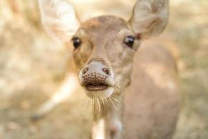 deer in the zoo park photo