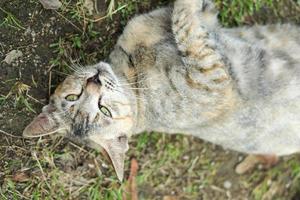 Cute brown stray kitten photo