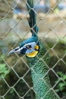 Peacock at the zoo photo