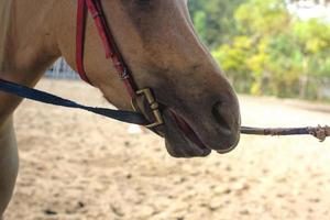 Horse riding at tourist attractions photo