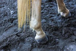 Horse riding at tourist attractions photo