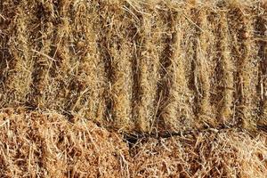 Dry hay straw yellow background texture. Dry rice straw texture for background and design, hay bale pattern in sunlight photo