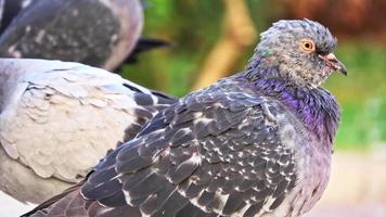 palomas de la ciudad en el parque video