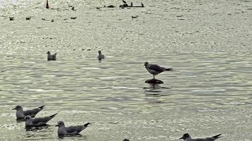 wild vogelstand zwemmen in de meer video