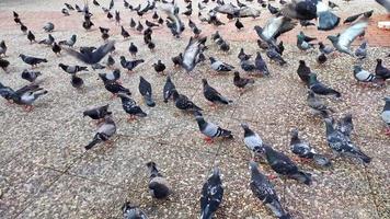 pigeons de la ville dans le parc video