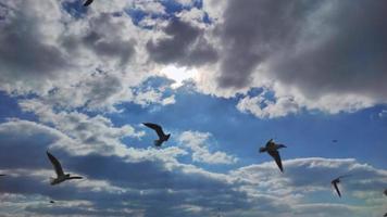 måsar flyger på himlen video