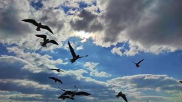 gaviotas volando en el cielo video