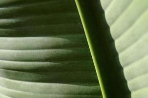 cierre de hoja con textura tropical, gran planta tropical verde, patrón, crecimiento de naturaleza tropical, detalle de hojas de palma, color, fondo de follaje de árbol de selva, líneas naturales abstractas. foto