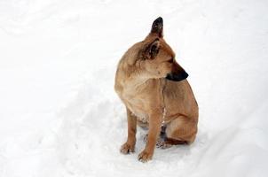 un perro callejero sin hogar. retrato de un triste perro naranja sobre un fondo nevado foto