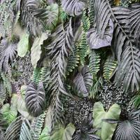 Tropical green leaves background, fern, palm and Monstera Deliciosa leaf on wall photo