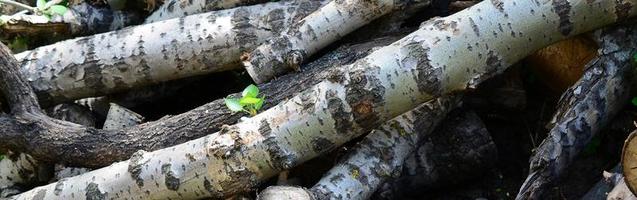 Closeup of firewood from old poplar with rough white bark photo