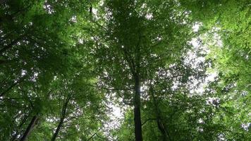 hermosa vista a un denso bosque verde con luz solar brillante que proyecta una sombra profunda. video