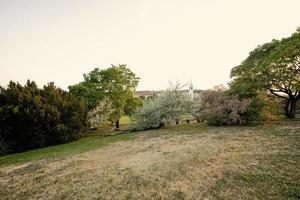 Flowering trees in the city park at sunset. photo