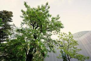 Acacia tree flowers blooming in the spring. photo