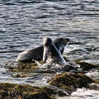 A view of a Seal off the coast of the Isle of Man photo