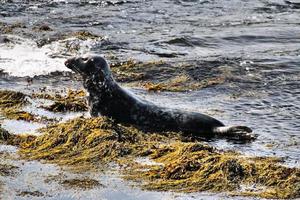 una vista de una foca frente a la costa de la isla de man foto