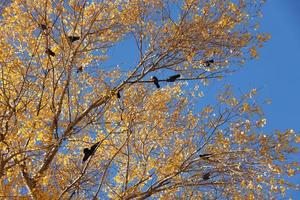 Many black birds sits on the branches of tall autumn tree with yellow leaves against sky background photo