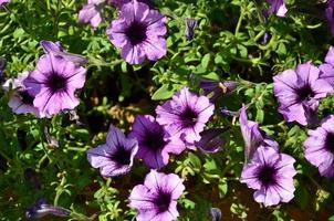 Flowerbed with multicoloured purple and violet petunias. Macro shot of beautiful colourful petunia Petunia hybrida flowers photo