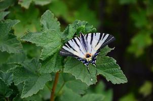 Escasa cola de golondrina iphiclides podalirius rara mariposa europea está sentada en los arbustos de frambuesas florecientes foto