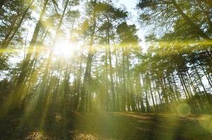 Spring sunny landscape in a pine forest in bright sunlight. Cozy forest space among the pines, dotted with fallen cones and coniferous needles photo