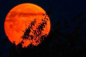 Silhouette of black cherry blooms with the flower blood full moon in May shortly before the lunar eclipse with red color as a background photo