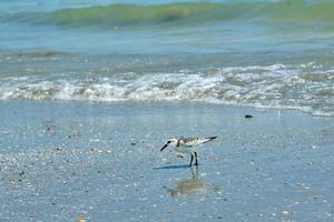 A sanderling searches for food among the broken seashells in Myrtle Beach South Carolina photo