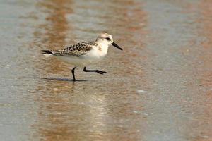 Sanderling steps quickly in search of food in Myrtle Beach South Carolina photo