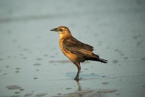 Female boat tailed grackle on the beach searching for food in Myrtle Beach South Carolina photo