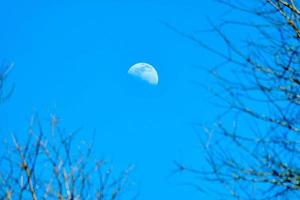 First quarter moon in blue sky bordered by winter tree branches photo