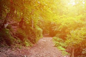 A path in a wild forest. Forest landscape in early autumn photo