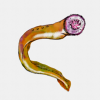 lamproie du pacifique entosphenus tridentatus lamproie à trois dents ou lamproie tridentée aquarelle png