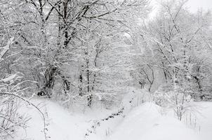 paisaje invernal en un parque cubierto de nieve después de una fuerte nevada húmeda. una gruesa capa de nieve se encuentra en las ramas de los árboles foto