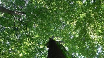 schöner Blick in einen dichten grünen Wald mit hellem Sonnenlicht, das tiefe Schatten wirft. video