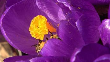 Honey bee flying on a purple crocus sativus flower in spring. video