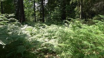 fougère verte au fond d'une mystérieuse forêt de feuillus. video