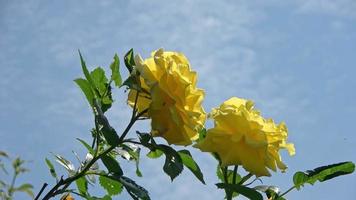 Low Angle View auf gelbe Rosen vor blauem Himmel. video