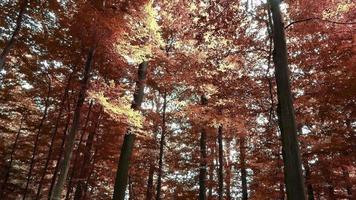 bezaubernder Blick in einen orange-braunen mystischen Herbstwald. video