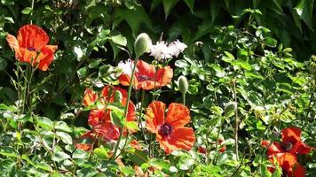 mooie rode papaverbloemen gevonden in een groene tuin op een zonnige dag video