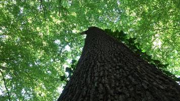 schöner Blick in einen dichten grünen Wald mit hellem Sonnenlicht, das tiefe Schatten wirft. video