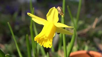 Schöne gelbe Narzissenblume zu Ostern mit kleinen schwarzen Käfern, die darauf laufen. video