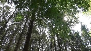 Beautiful view into a dense green forest with bright sunlight casting deep shadow video