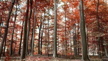 betoverend visie in een oranjebruin mystiek herfst Woud. video