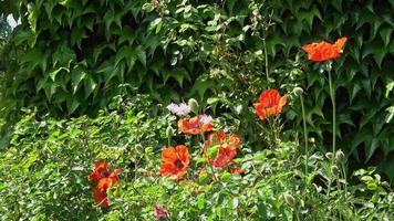 Schöne rote Mohnblumen, die an einem sonnigen Tag in einem grünen Garten gefunden wurden video
