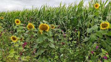 hermosos girasoles amarillos frente a un campo de cultivo en un día nublado. video