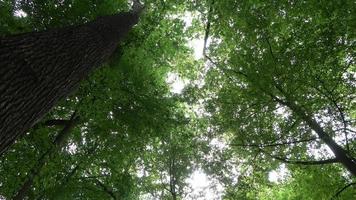 schöner Blick in einen dichten grünen Wald mit hellem Sonnenlicht, das tiefe Schatten wirft video