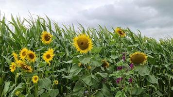 Beautiful yellow Sunflowersin front of a crop field on a cloudy day. video