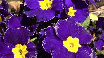 tempo periodo di un' viola primula nel fiore letto. primavera concetto. video