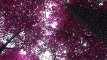 Schönes rosa und violettes Infrarot-Panorama einer Landschaft mit blauem Himmel video