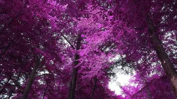 beau panorama infrarouge rose et violet d'un paysage de campagne avec un ciel bleu video