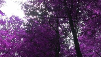 Beautiful pink and purple infrared panorama of a countryside landscape with a blue sky video